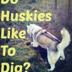 Do Huskies Like to Dig?