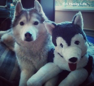 Siberian Husky with a stuffed husky.