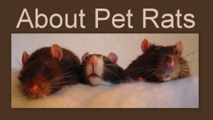 About Pet Rats