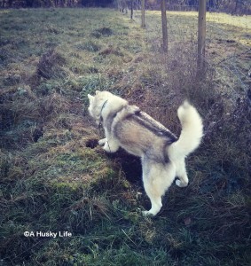 Siberian Husky digging in a field.