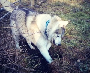 Siberian Husky digging in a field.