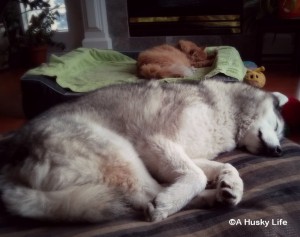Husky and cat napping together