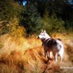 Dog Friendly Hiking: Campbell Valley Regional Park