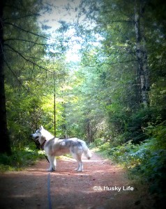 dirt trail through a bright forest