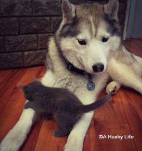 Kitten climbing on Rocco.