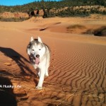 Wordless Wednesday: Desert Dog