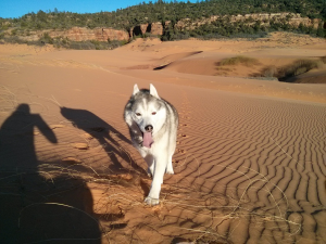 Desert Dog