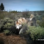 Wordless Wednesday: Sage Bushes