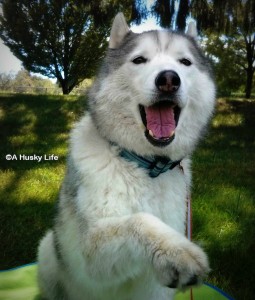 Rocco giving a high five.