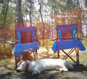 Siberian Husky sleeping next to two camping chairs.