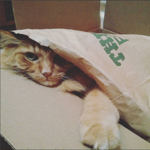 Vasco sleeping in a paper bag in a cardboard box.