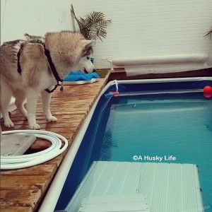 Rocco standing on the deck of a therapy pool looking into the water.