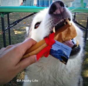 Rocco grabbing churpi durka dental chew out of my hand