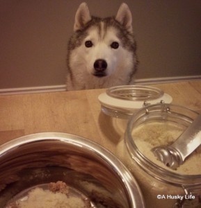 Rocco waiting for dinner to be served