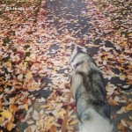 Wordless Wednesday: It’s Raining Leaves