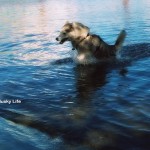 Wordless Wednesday: Water Husky