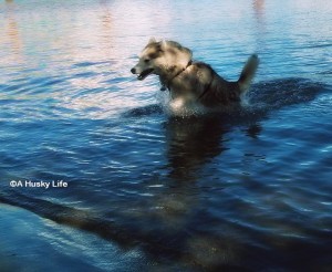 Rocco running through water