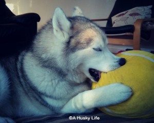 Rocco sleeping with his head resting on a giant yellow plush ball.