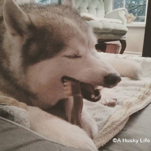 Rocco chewing on a treat that looks like a tooth brush.