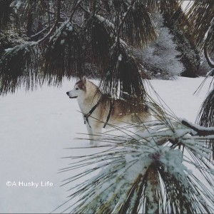 Rocco standing in the snow behind a pine tree