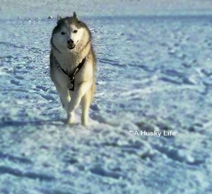 Rocco running through the snow