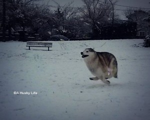 Rocco enjoying a run in the first snow of 2016