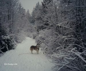 Rocco standing on a snowy path