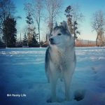 Wordless Wednesday: Snow Dog