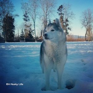 Rocco standing in a snow covered field