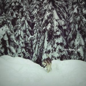 Rocco running along a snowy trail with large snow capped trees in the background