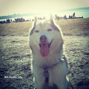 Rocco sitting on a field close to the beach with sunshine in the background.