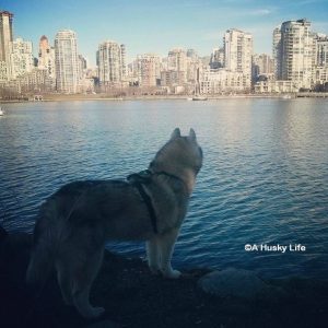 Rocco looking across the water at a view of Vancouver's skyline.