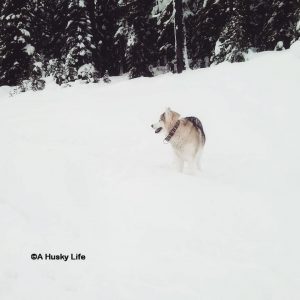 Rocco standing in a huge field of snow