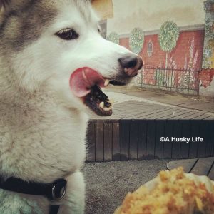 Rocco licking his lips hoping for a peice of muffin