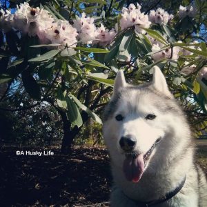 Rocco sitting besides a blooming bush.