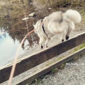Rocco hopping over a low wodden fence to get to a pond.