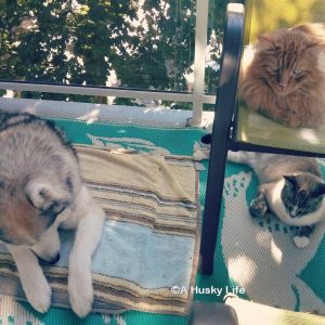 Rocco and his feline brothers enjoy the balcony together