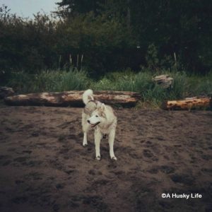 Rocco standing in the middle of the beach