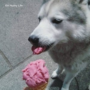 Siberian Husky eating ice cream