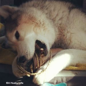 Rocco destroying a cat toy.