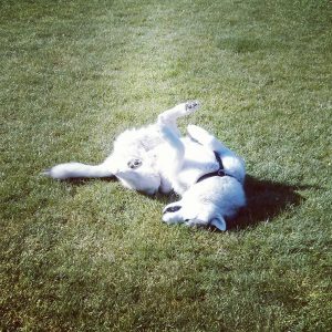 Rocco rolling in the grass