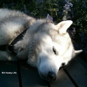 Rocco napping in the shade