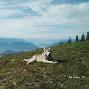 Rocco chewing on a stick with a mountain view as the backdrop.