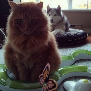 Rocco and Vasco hanging out in the living room.