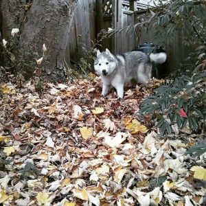 Rocco playing in a pile of leaves