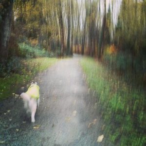 Rocco heading into the woods on a rainy day