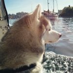 Wordless Wednesday: Sailor Dog