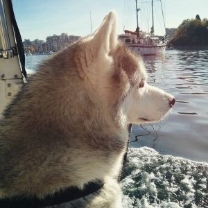 Rocco looking out onto the water while on a boat.