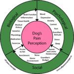 How Do Dogs Perceive Pain: Biopsychosocial Model of Pain in Dogs