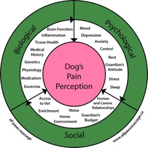 Chart illustrating the biopsychosocial pain perception as it relates to dogs.